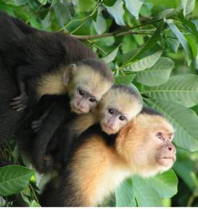 La Paloma Lodge white-faced monkeys in Drake Bay , Costa Rica