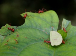 leaf cutter ants corcovado national park costa rica la paloma lodge drake bay lodge